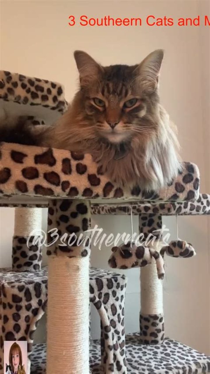 What Is 3 Southern Cats TikTok Account? Who Is The Owner